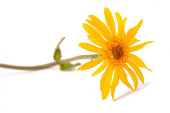 Arnica - the composition of the spray Hondrox