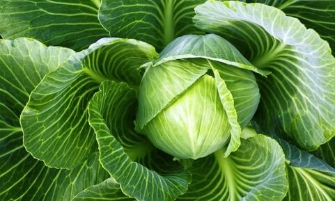 cabbage for the treatment of osteoarthritis of the knee joint